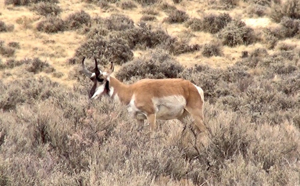 Goat antelope, Habitat, Diet & Adaptations