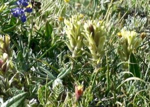 yellow paintbrush plant of oregon yellow paintbrush plant of oregon