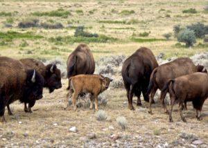 Voices_Buffalo Restoration 2