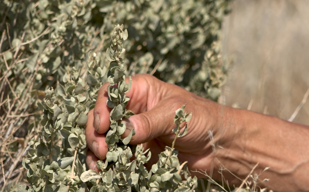 saltbush-native-memory-project