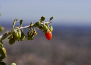 Wolfberry-Pale_Desert_Thorn,_Lycium_Pallidum_-_panoramio (1)