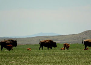 Conservation Buffalo.Still001