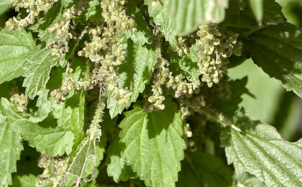 Stinging Nettle.Still001