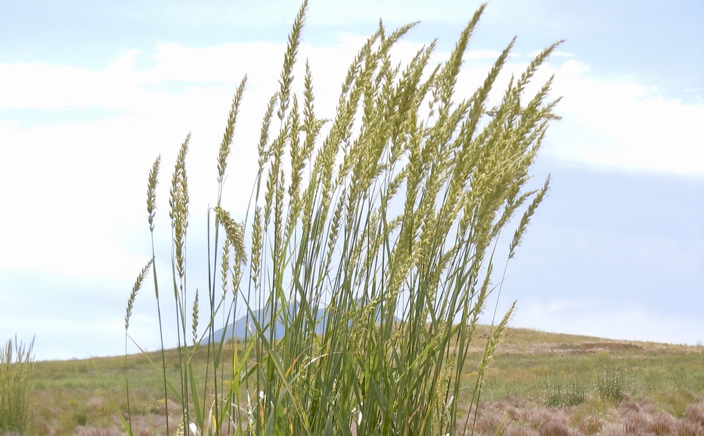 Elymus cinereus