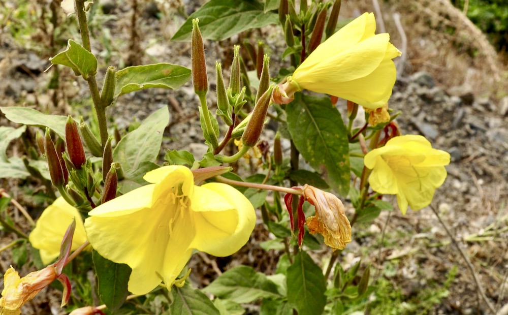 Oenothera_bienis_1