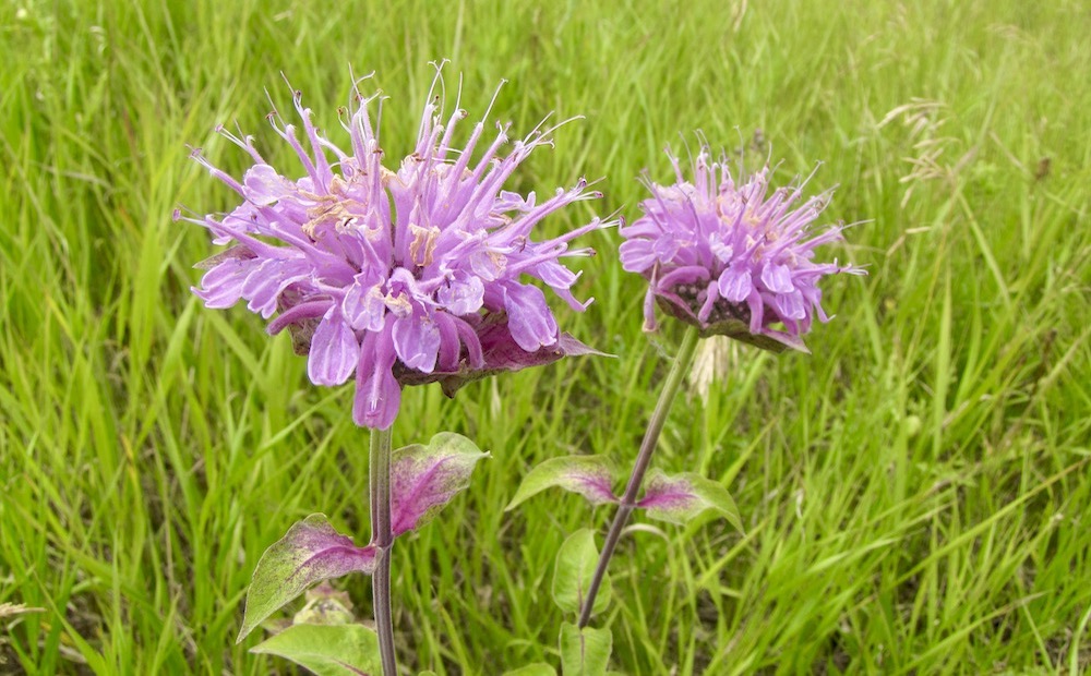 Monarda_fistulosa_995)