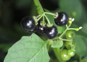 Solanum_nigrum_-_Black_Nightshade_at_Periya_(5)
