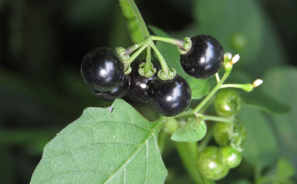 Solanum_nigrum_-_Black_Nightshade_at_Periya_(5)