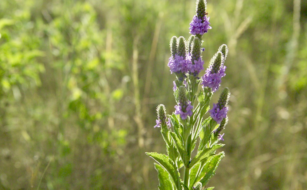 Verbena_stricta_native_4f3