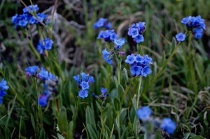 Alpine Bluebell