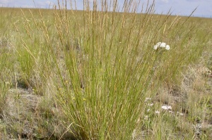 Bluebunch Wheatgrass