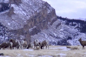 Bighorn Sheep Declining Populations