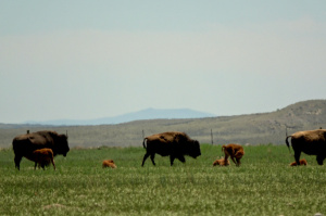 Buffalo Conservation Herd