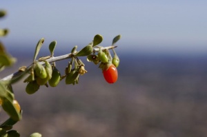 Pale Wolfberry