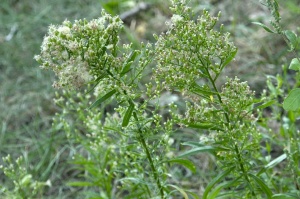 Canadian Horseweed