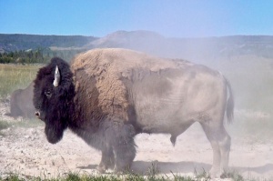 Buffalo - Keystone Species
