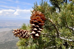 Limber Pine